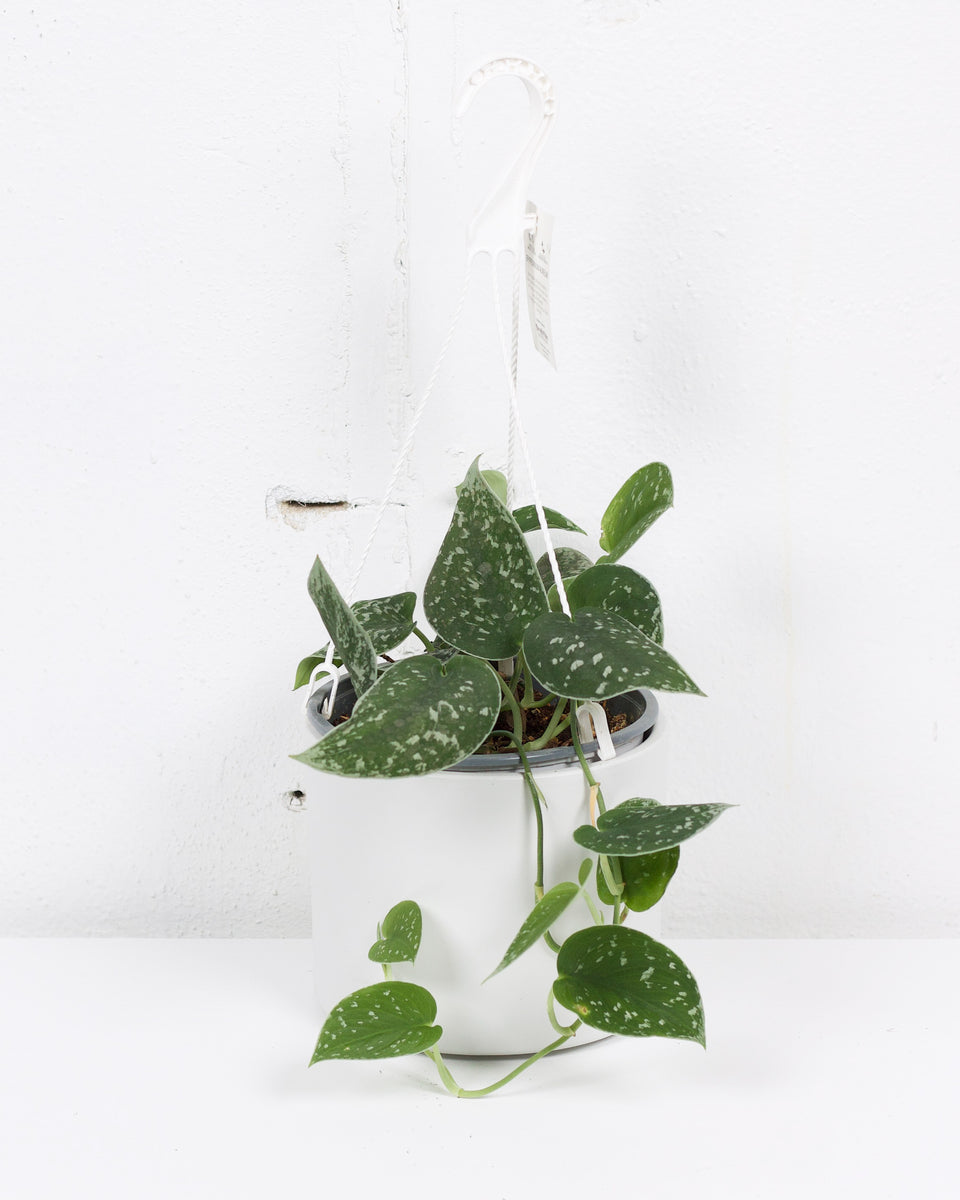 06" POTHOS SATIN HANGING BASKET The Sunday Shop Calgary