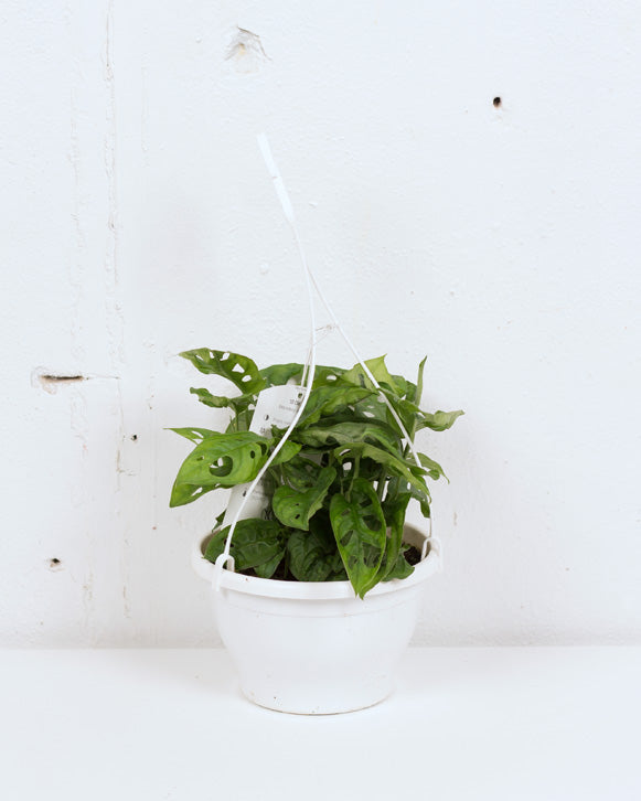 06" MONSTERA ADANSONII HB