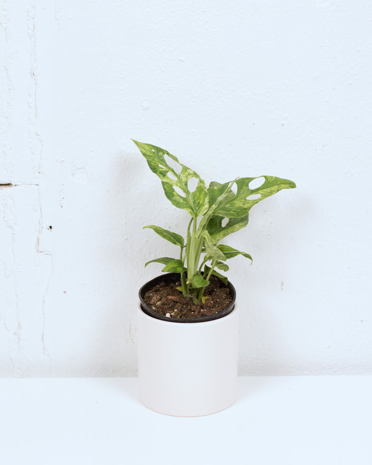 04" MONSTERA ADANSONII MINT