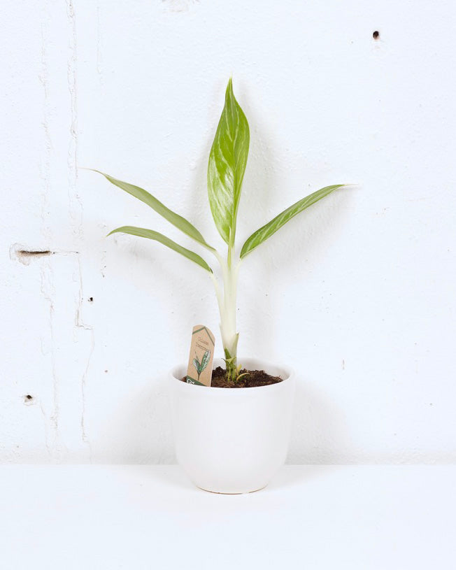 04" AGLAONEMA WHITE