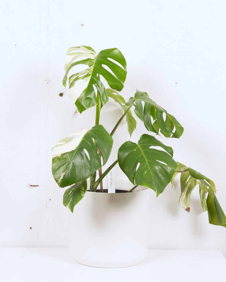 10" MONSTERA ALBO