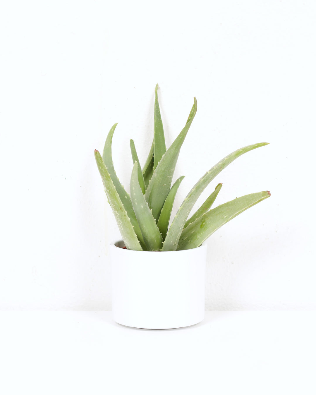aloe vera plant calgary 04" ALOE VERA – The Sunday Shop Calgary