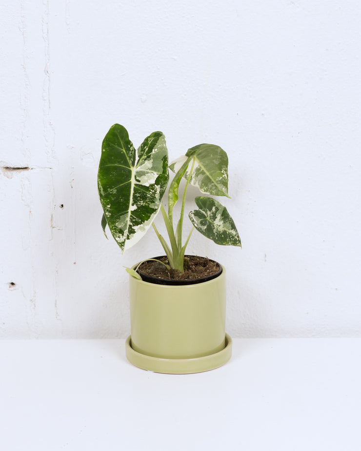 04" ALOCASIA MICHOLITZIANA VARIEGATED