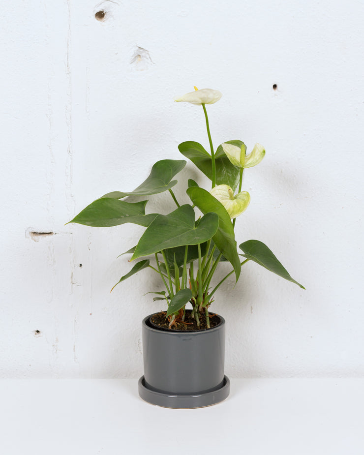 04" ANTHURIUM ASSORTED