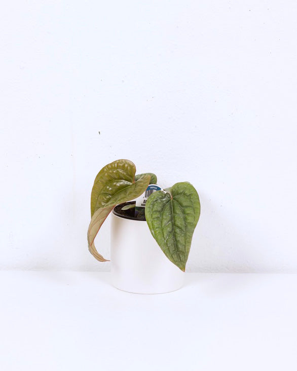 04" ANTHURIUM RADICANS X LUXURIANS