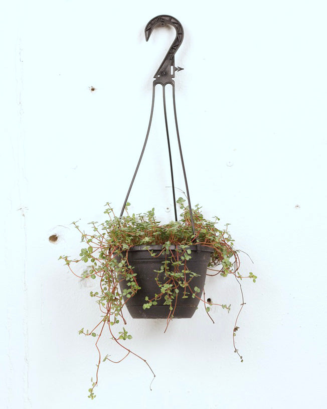 06" PILEA GLAUCA AQUAMARINE