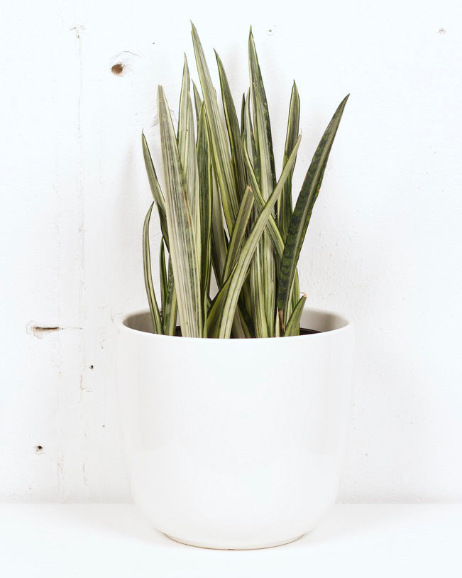 08" SNAKE PLANT BANTELS SENSATION