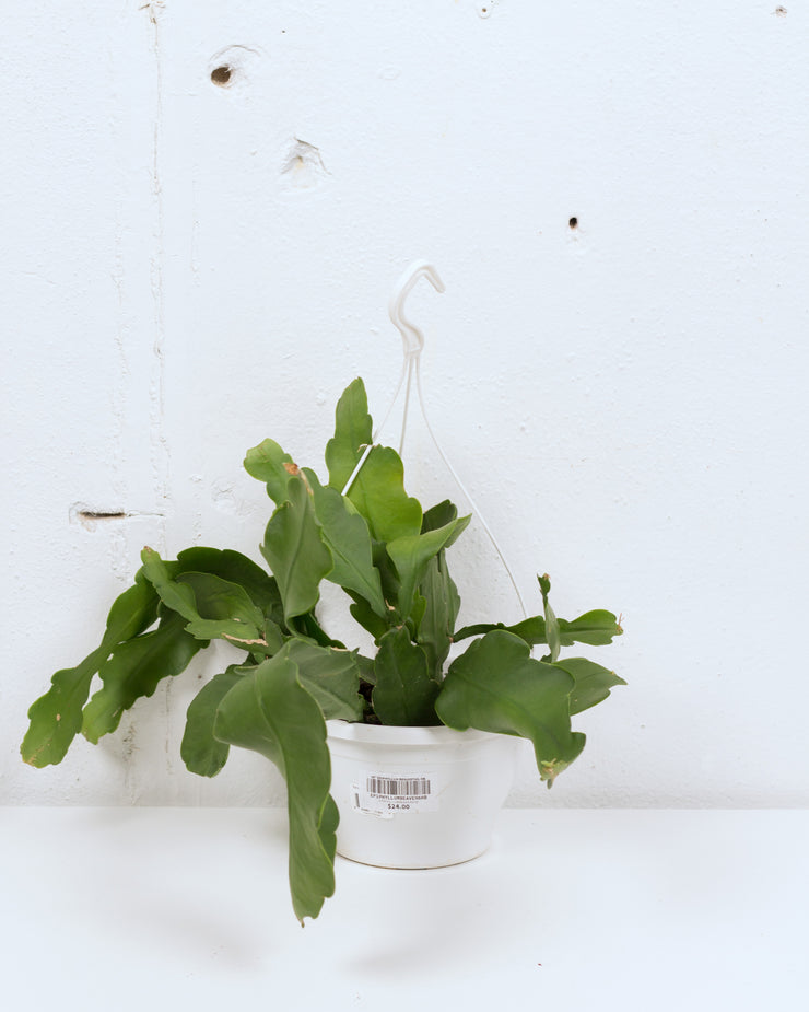 06" EPIPHYLLUM BEAVERTAIL HB