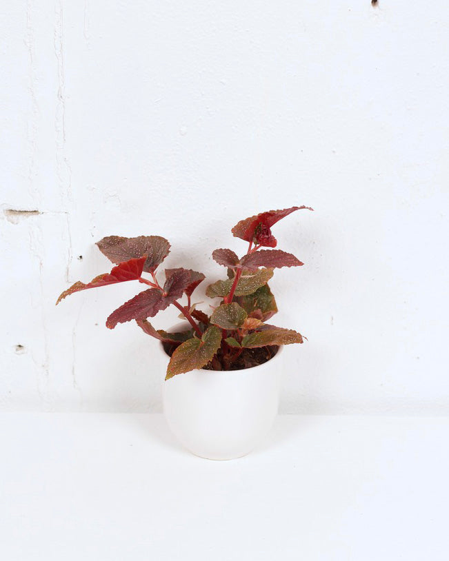 04" BEGONIA MACULATA PINK SPOT