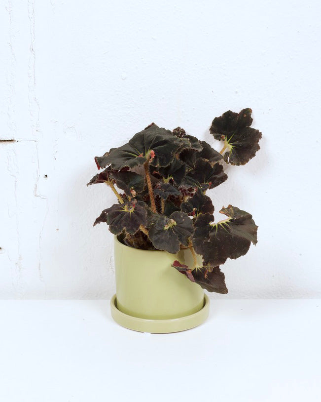 04" REX BEGONIA