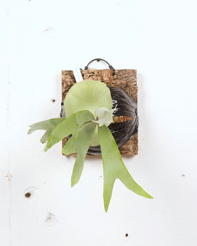 STAGHORN MOUNT PLATYCERIUM BIFURCATUM WHITE