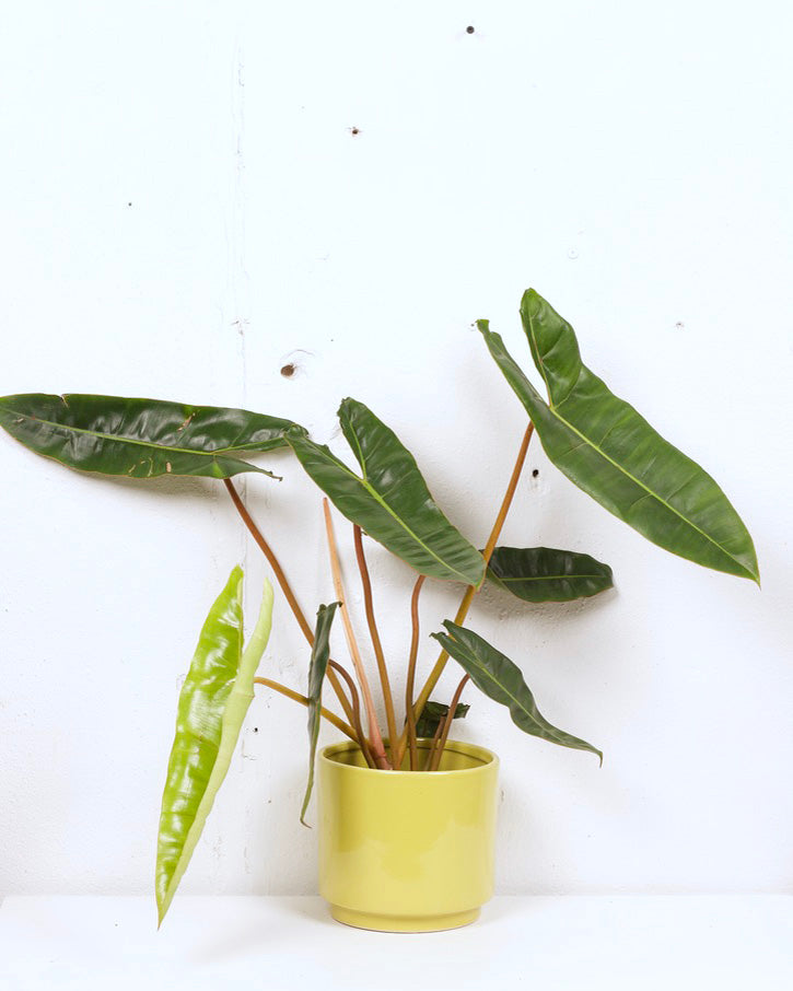 06" PHILODENDRON BILLIETIAE