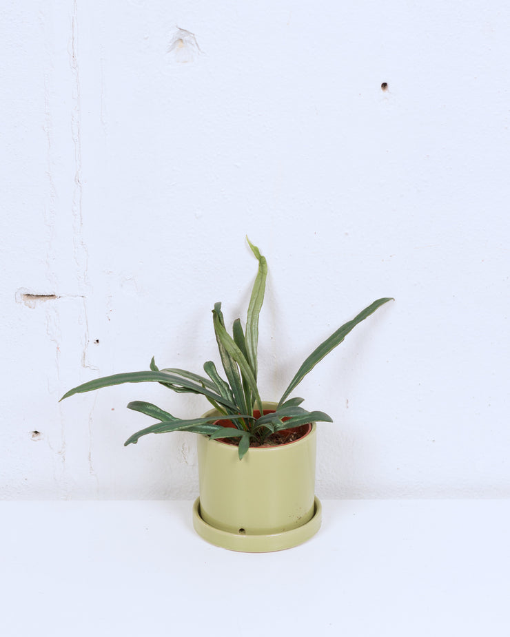 04" BLUE OIL FERN