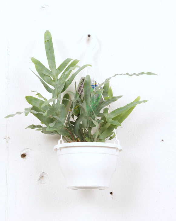 06" FERN BLUE STAR HB
