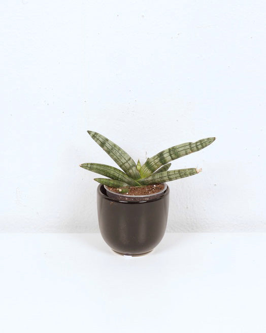 04" SNAKE PLANT DWARF BONCEL