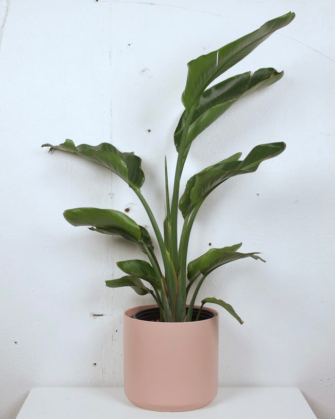 10" BIRDS OF PARADISE