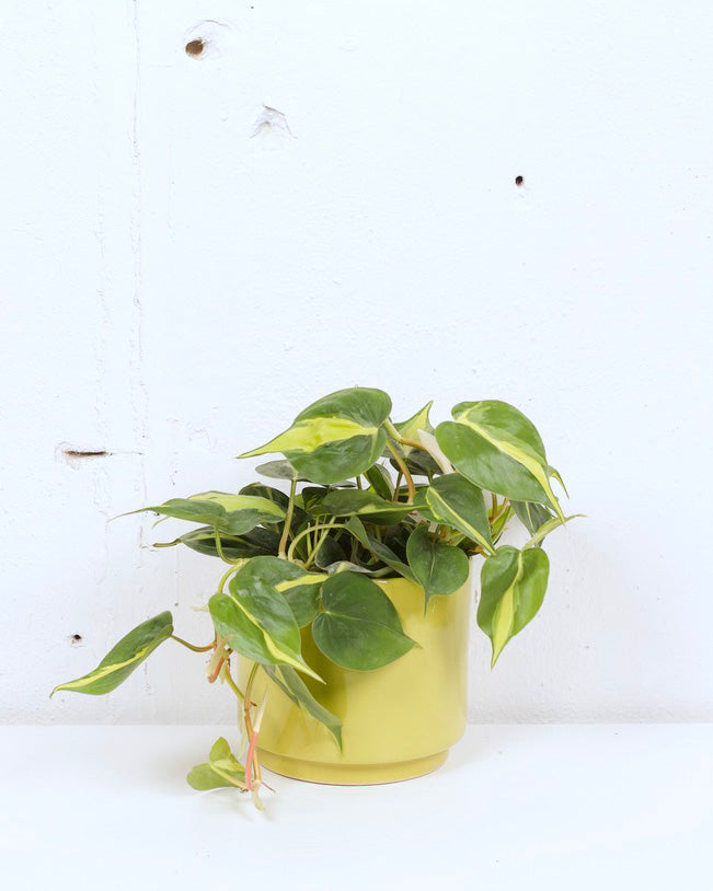 06" PHILODENDRON BRASIL