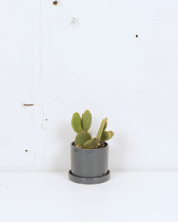 04" CACTUS BUNNY EAR