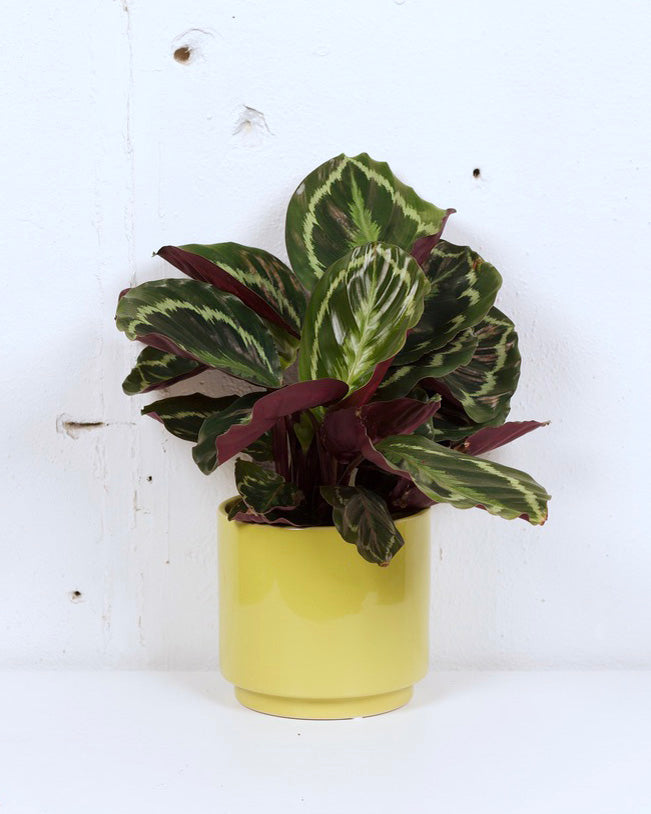 06" CALATHEA MEDALLION
