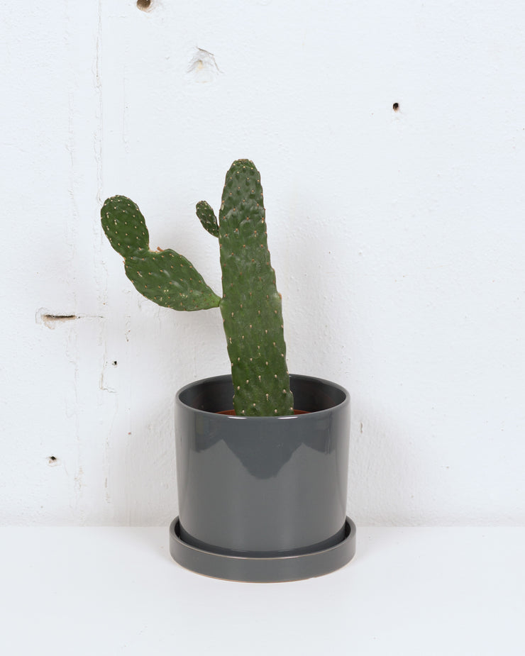06" OPTUNIA CARTOON CACTUS