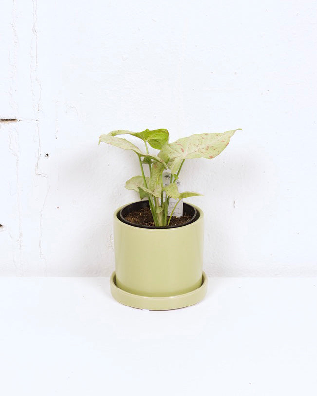 04" SYNGONIUM CONFETTI