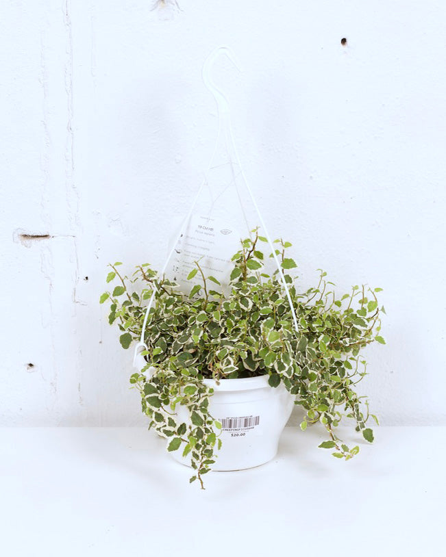 06" FICUS CREEPING HB