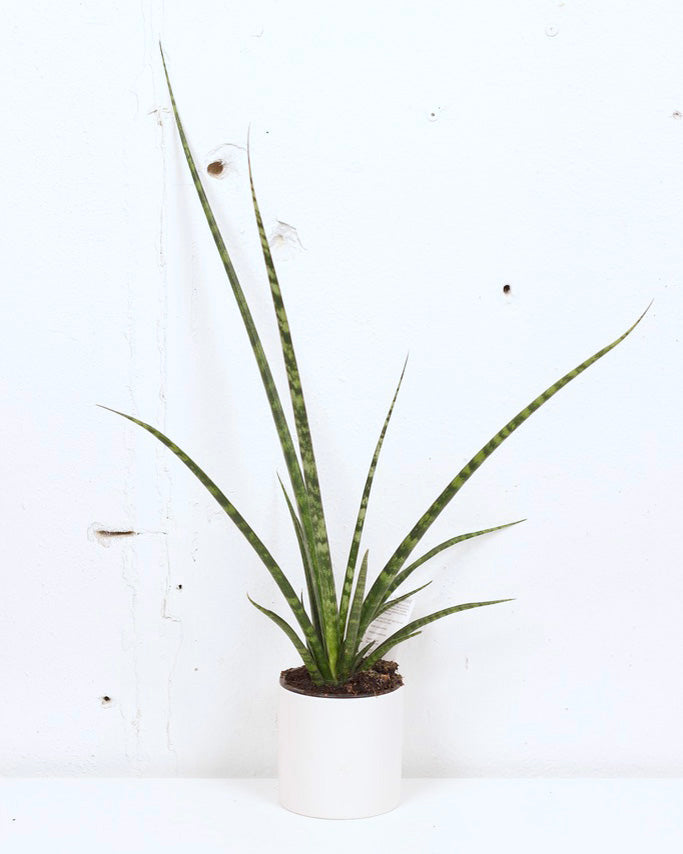 04” SANSEVIERIA FERNWOOD