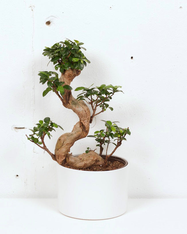 08" FICUS GINSENG BONSAI S IN WHITE CERAMIC