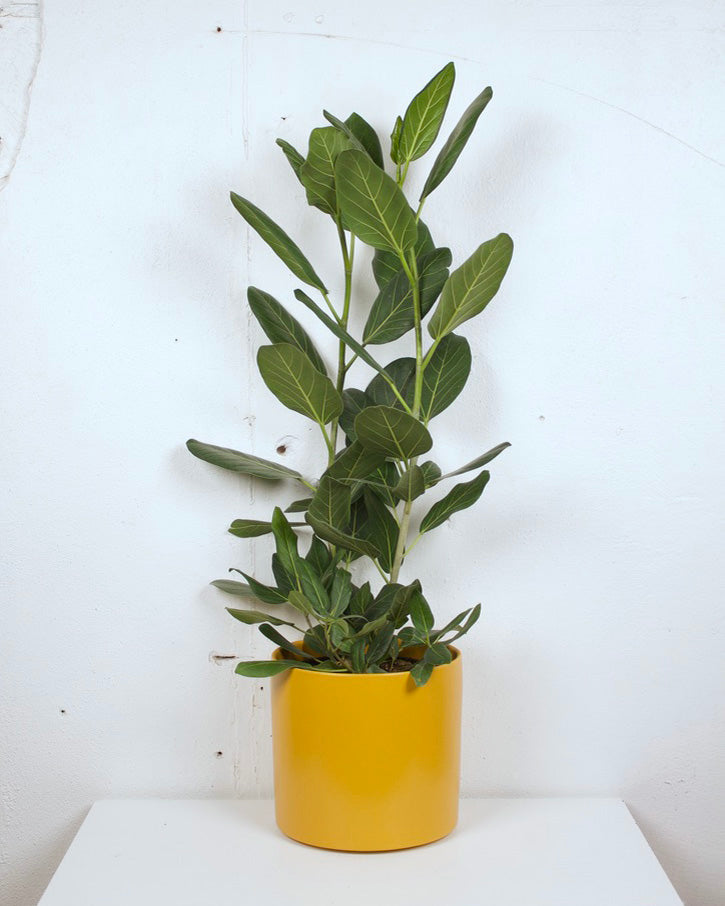 08” FICUS AUDREY BUSH – The Sunday Shop Calgary