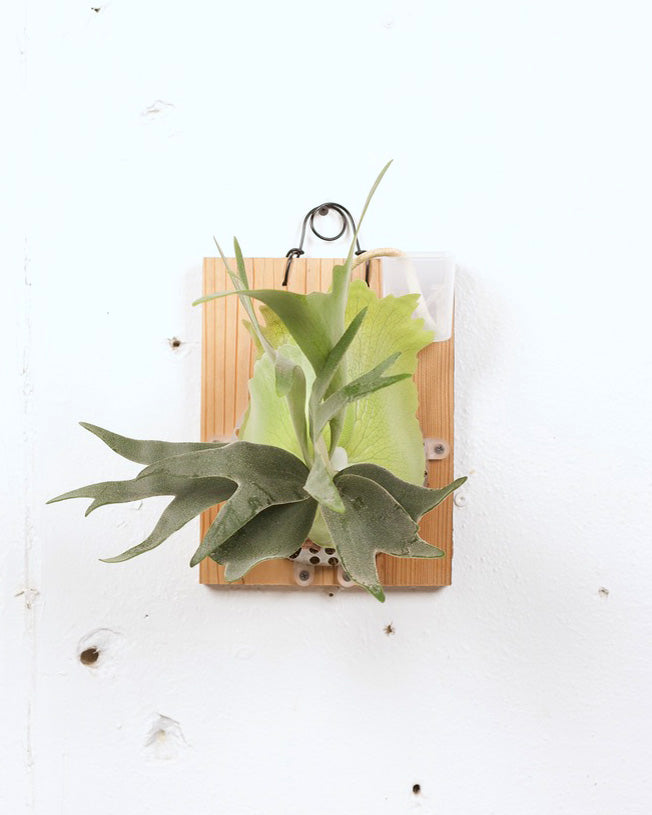 STAGHORN MOUNT PLATYCERIUM FOONG SIQI