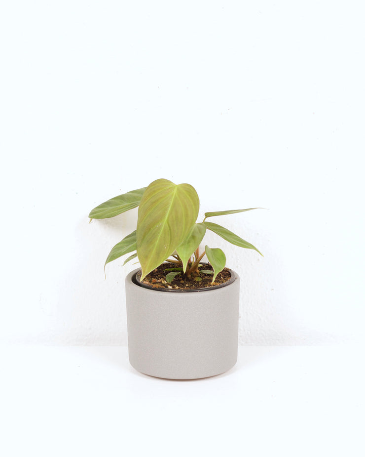 04" PHILODENDRON FUZZY PETIOLE