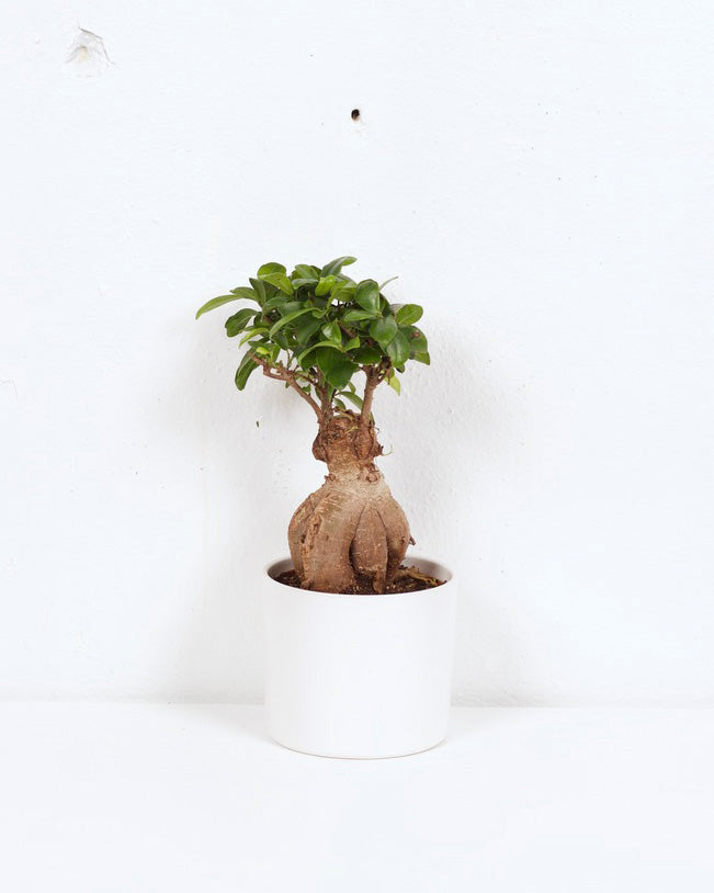 05" FICUS GINSENG BONSAI W POT WHITE