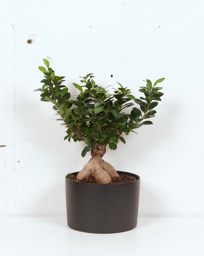 08" FICUS GINSENG BONSAI W CERAMIC BLACK