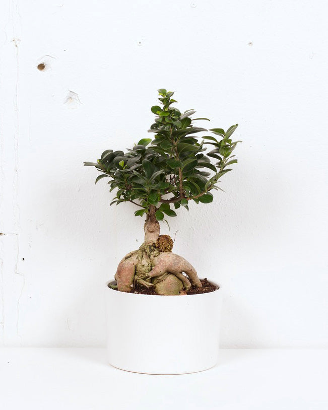 08" FICUS GINSENG BONSAI W CERAMIC WHITE