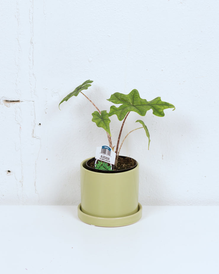 04" ALOCASIA JACKLYN