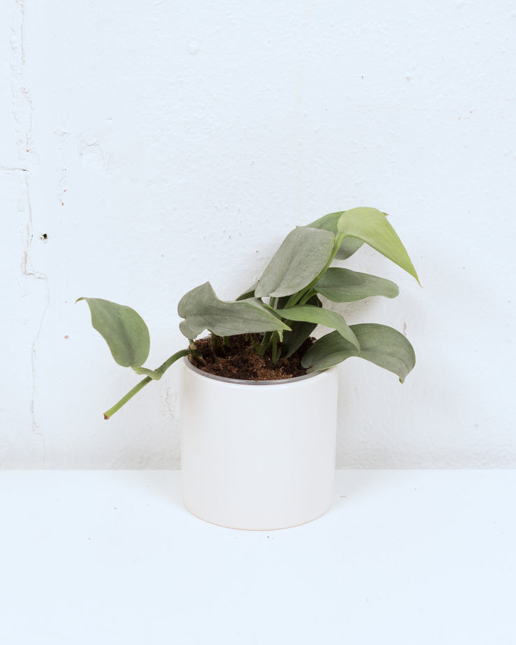 04" SCINDAPSUS JAVA PLATINUM