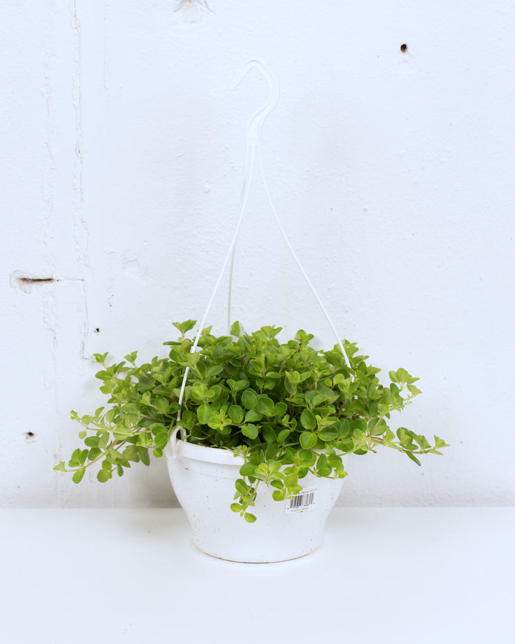 06" PEPEROMIA JITTERBUG HB