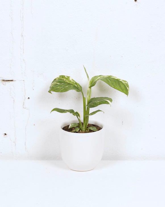 04" MONSTERA LECHLERIANA VARIEGATED