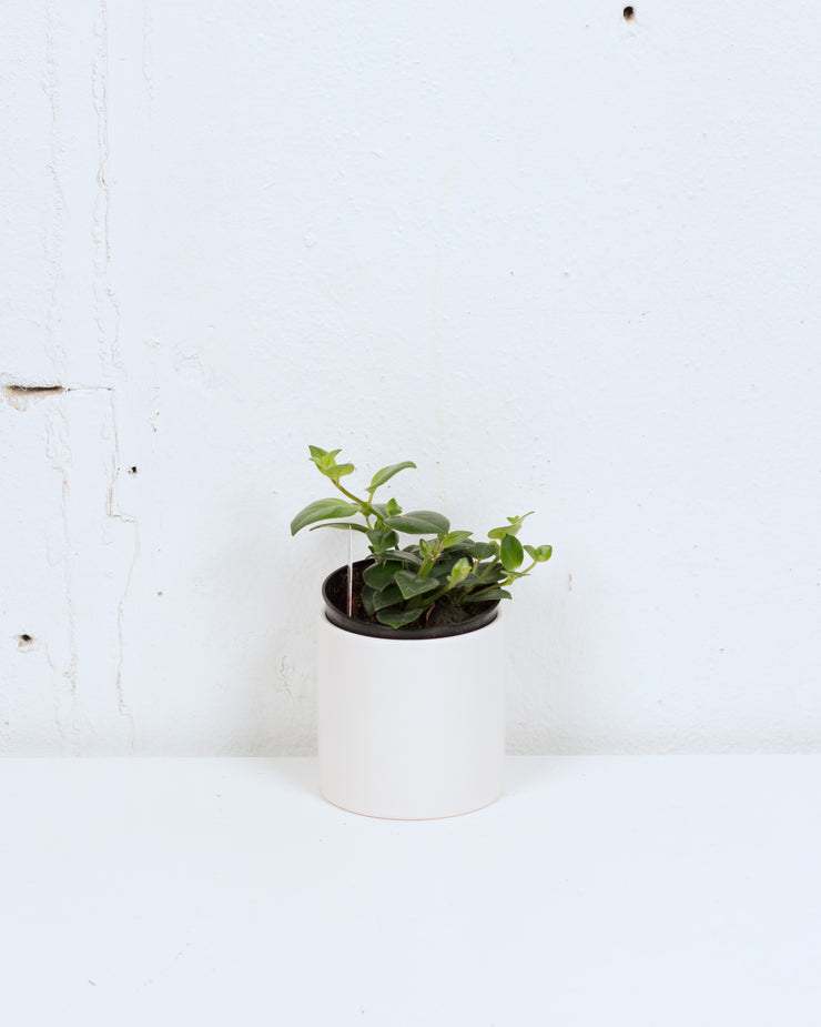 04" LIPSTICK PLANT