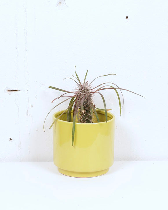 06" MADAGASCAR PALM