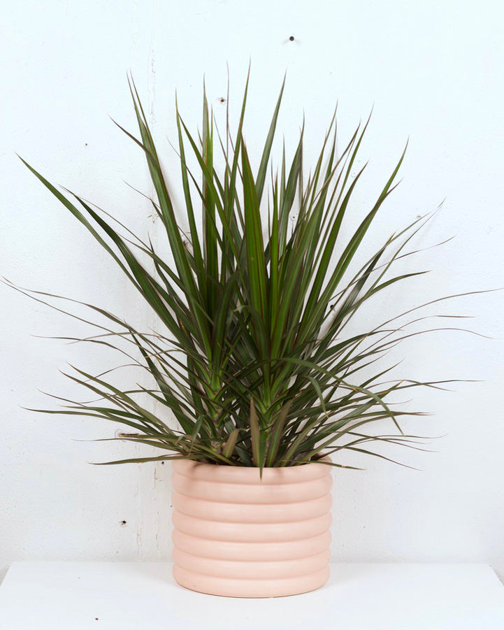 08" DRACAENA MARGINATA