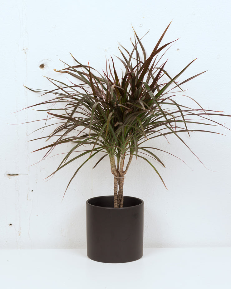 dracaena marginata braid 06" DRACAENA MARGINATA BRAID – The Sunday Shop Calgary
