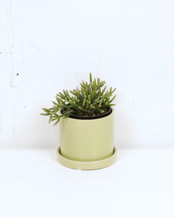 04" MISTLETOE CACTUS