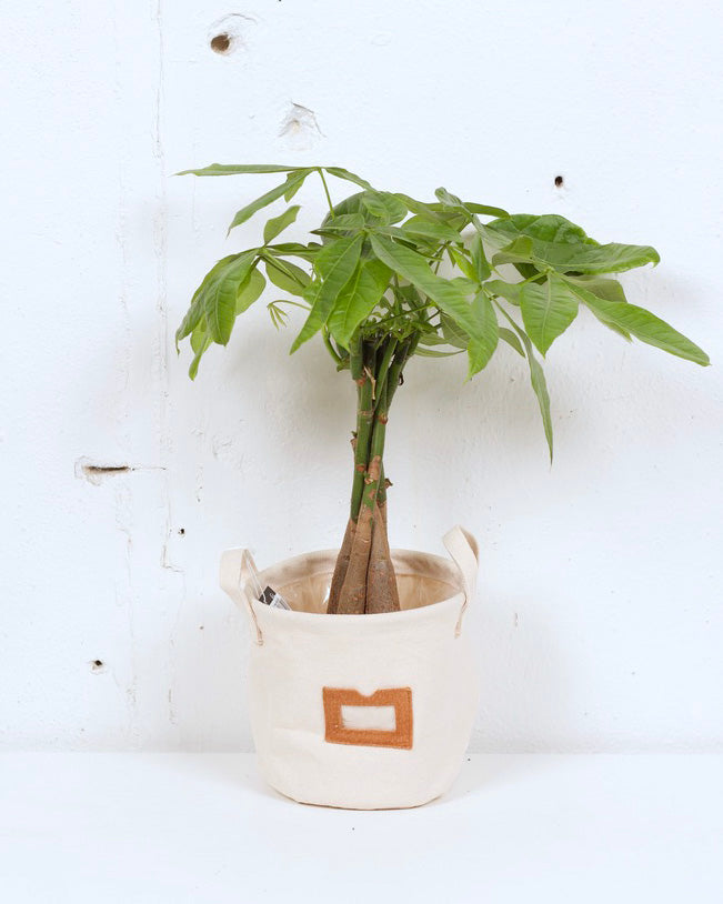 05" MONEY TREE