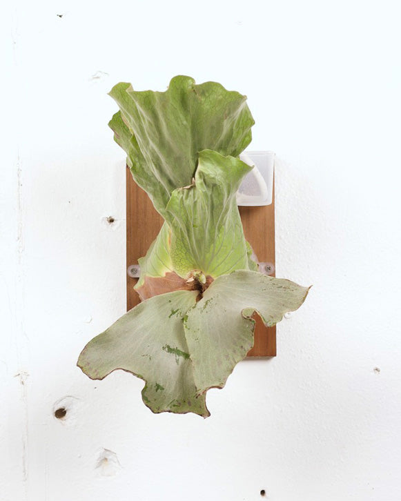 STAGHORN MOUNT PLATYCERIUM NEPTUNE