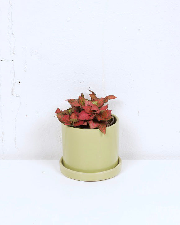 04" NERVE PLANT FITTONIA RED FLAME