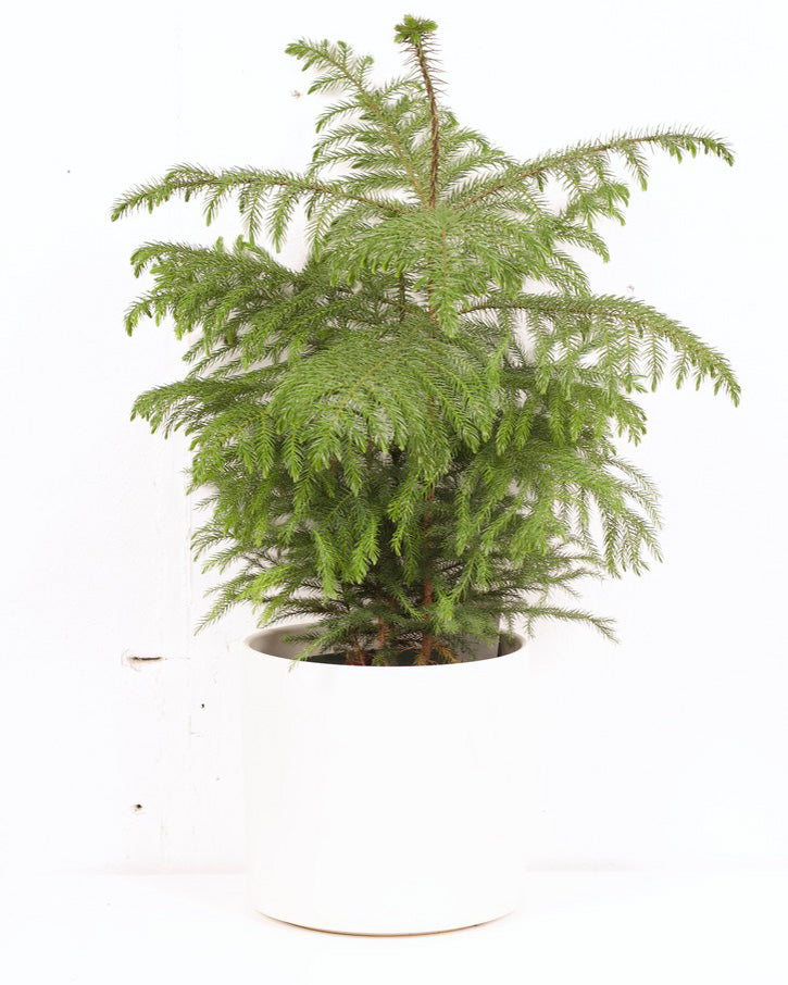 10" NORFOLK ISLAND PINE