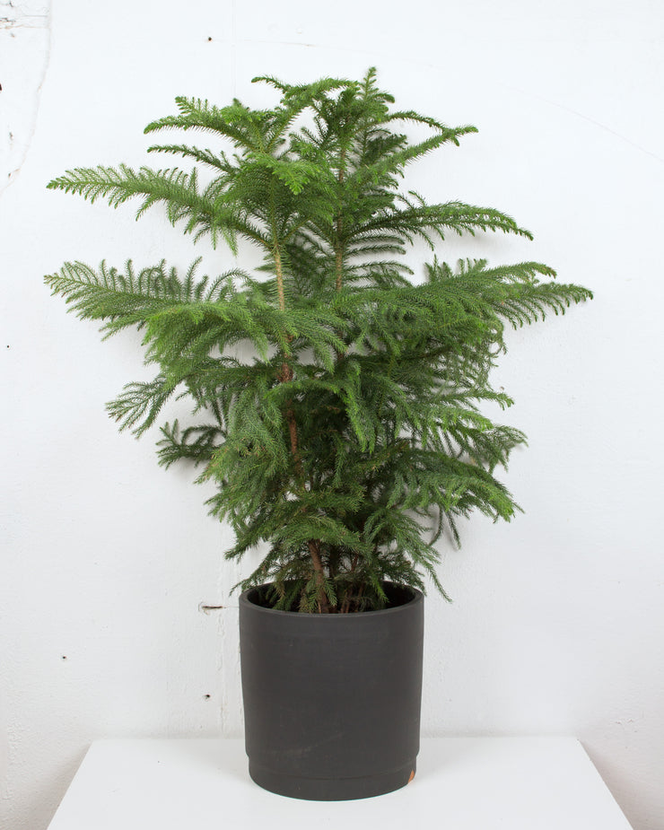 10" NORFOLK ISLAND PINE