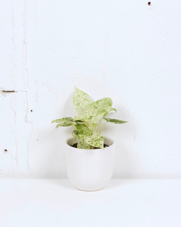 04" ALOCASIA ODORA VARIEGATED
