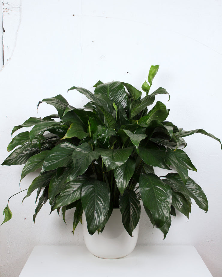 10" PEACE LILY